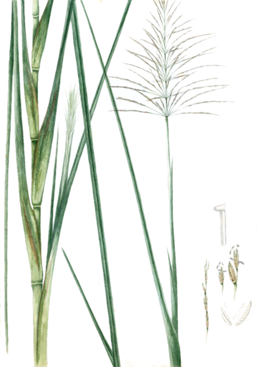 Vetiver