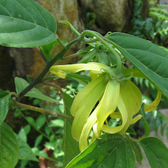 Ylang Ylang (Extra)