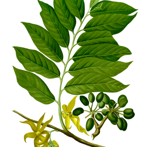 Ylang Ylang (Extra)