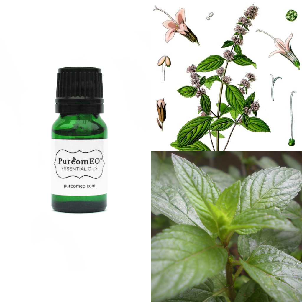 Peppermint-High Menthol