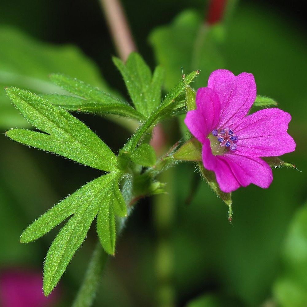 Geranium Bourbon