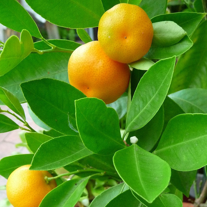 Mandarin-Green