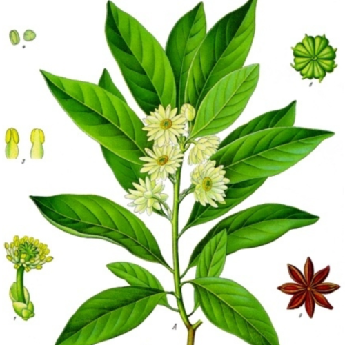 Anise