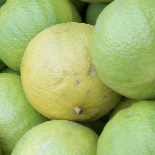 Bergamot