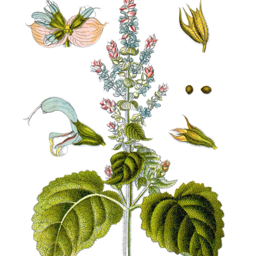 Clary Sage