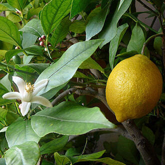 Lemon-Certified Organic