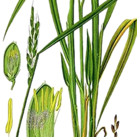 Lemongrass