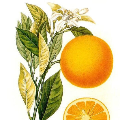 Orange oil, sweet-Certified Organic